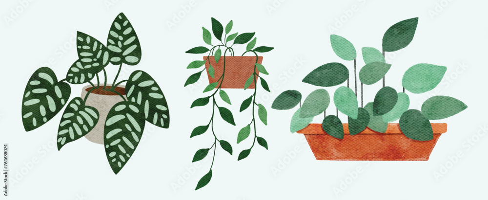 home plants in flower pot home plants in flower pot