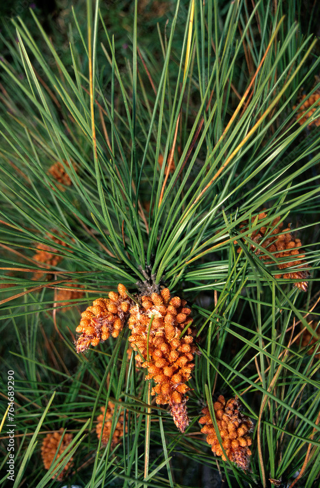 Pinus pinaster, Pin maritime Pinus pinaster, Pin maritime