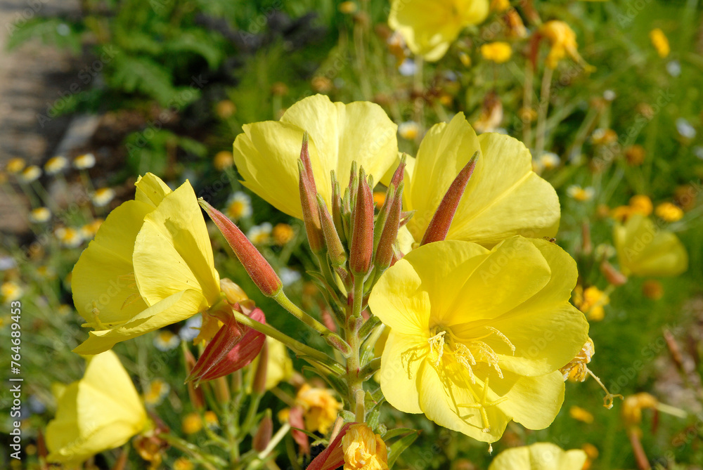 Obraz premium Oenothera biennis, Onagre