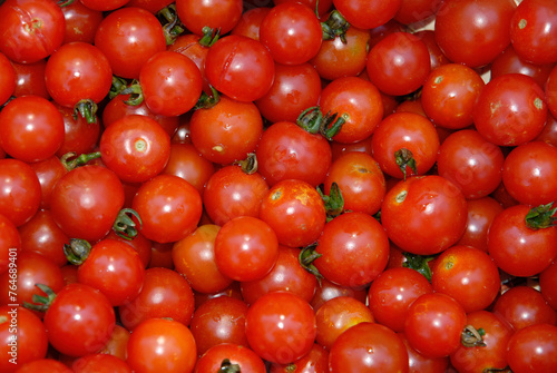 Solanum lycopersicum 'Sweet Baby' , Tomate © JAG IMAGES