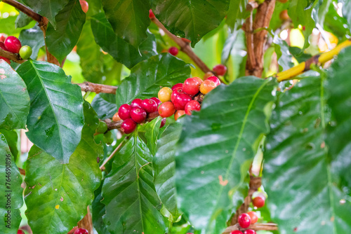 Raw arabica coffee beans in coffee plantation,industry agriculture on tree in North of thailand,Fresh organic red coffee cherries.