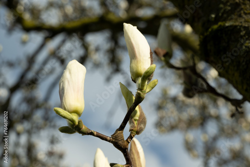 magnolie blüte baum