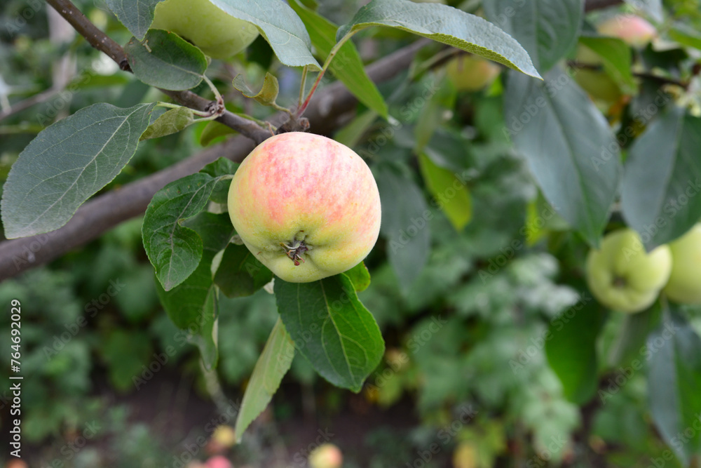 an apple hanging on a tree with leaves close up an apple hanging on a tree with leaves close up