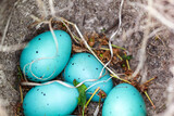 In einem Vogelnest liegen vier blaue Eier einer Singdrossel.
