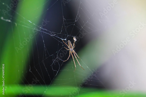 Eine Streckerspinne im Netz.