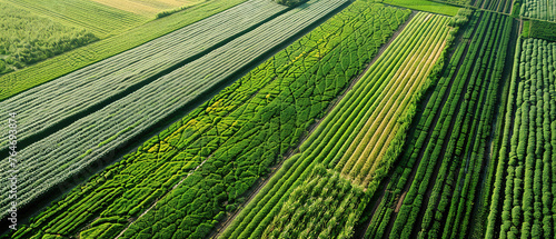 arial view of industrial agriculture, agricultural landscape