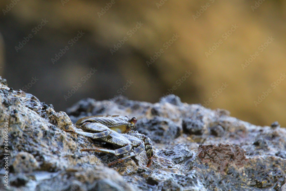 Eine grün bräunliche Krabbe auf einem Felsen am Meer.
Eine grün bräunliche Krabbe auf einem Felsen am Meer.
