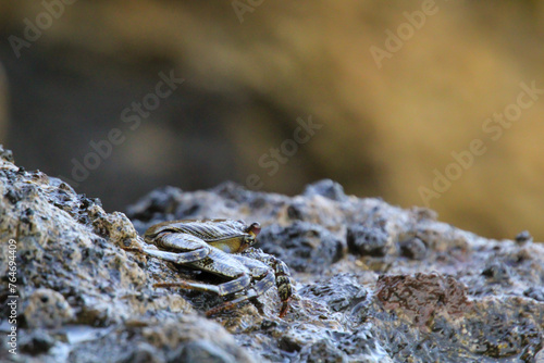 Eine grün bräunliche Krabbe auf einem Felsen am Meer.  © boedefeld1969