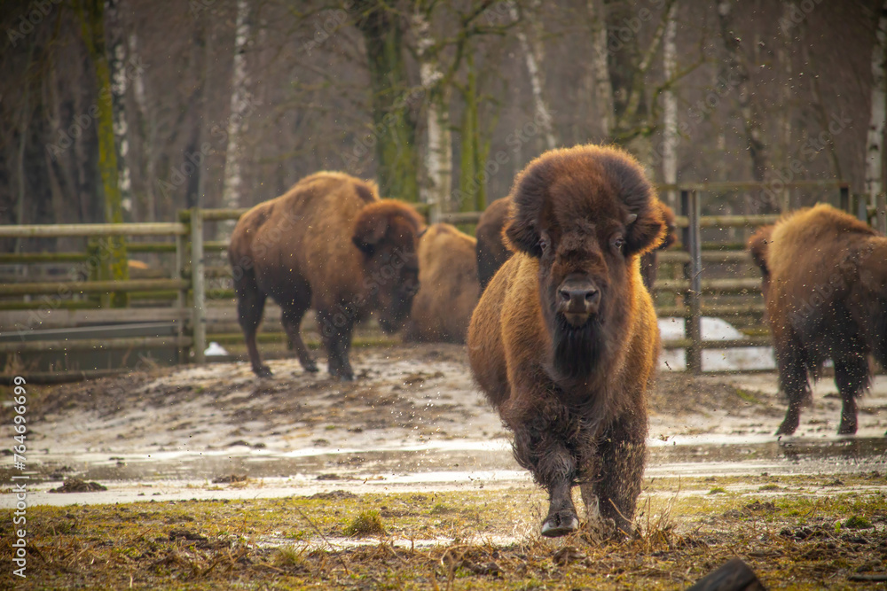 An American Bison Running.. An American Bison Running..