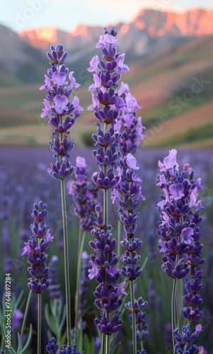 Lavender flowers blooming in field at sunset