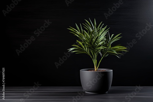 Potted plant on table in front of black wall, in the style of minimalist backgrounds, exotic