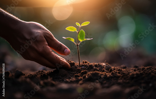 Farmer's hand planting the seedlings into the soil
