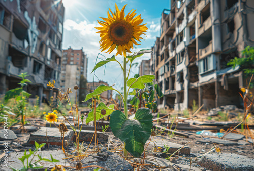 Sunflower grows in the ruins of the destroyed city