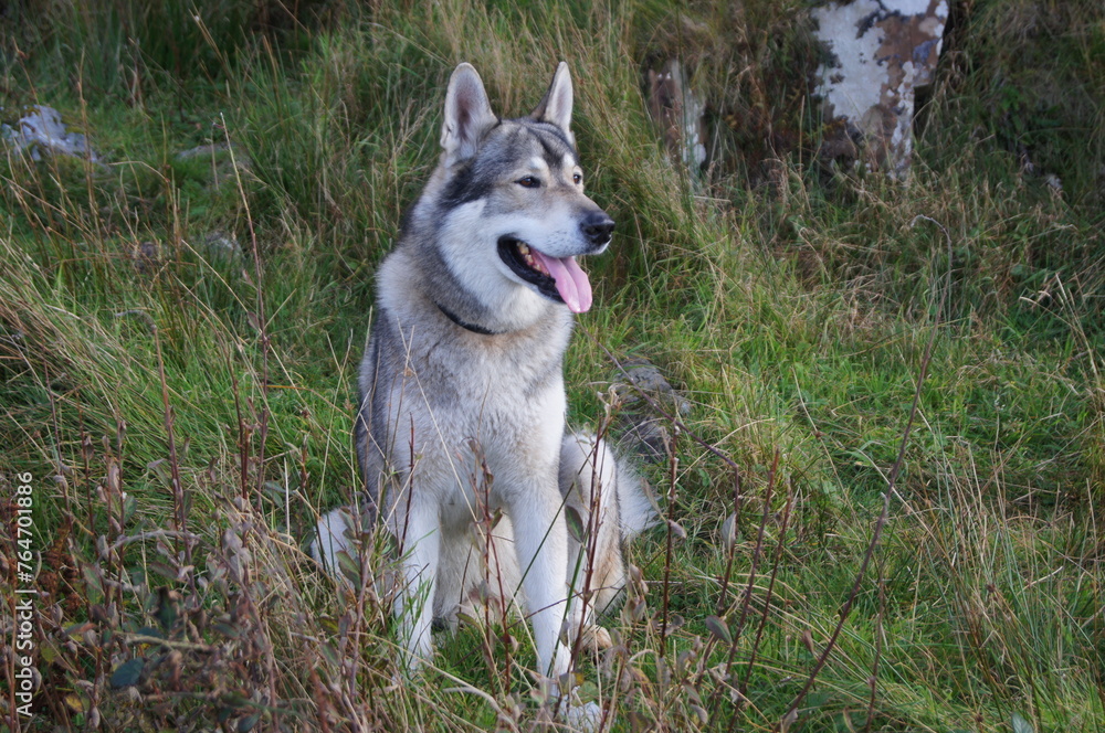 Tamaskan Dog, a breed of dog that have been selectively bred to resemble a wolf or wolfdog Tamaskan Dog, a breed of dog that have been selectively bred to resemble a wolf or wolfdog