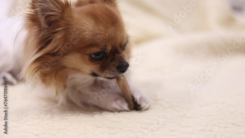 Closeup portrait of small funny beige mini chihuahua dog, puppy eating bone