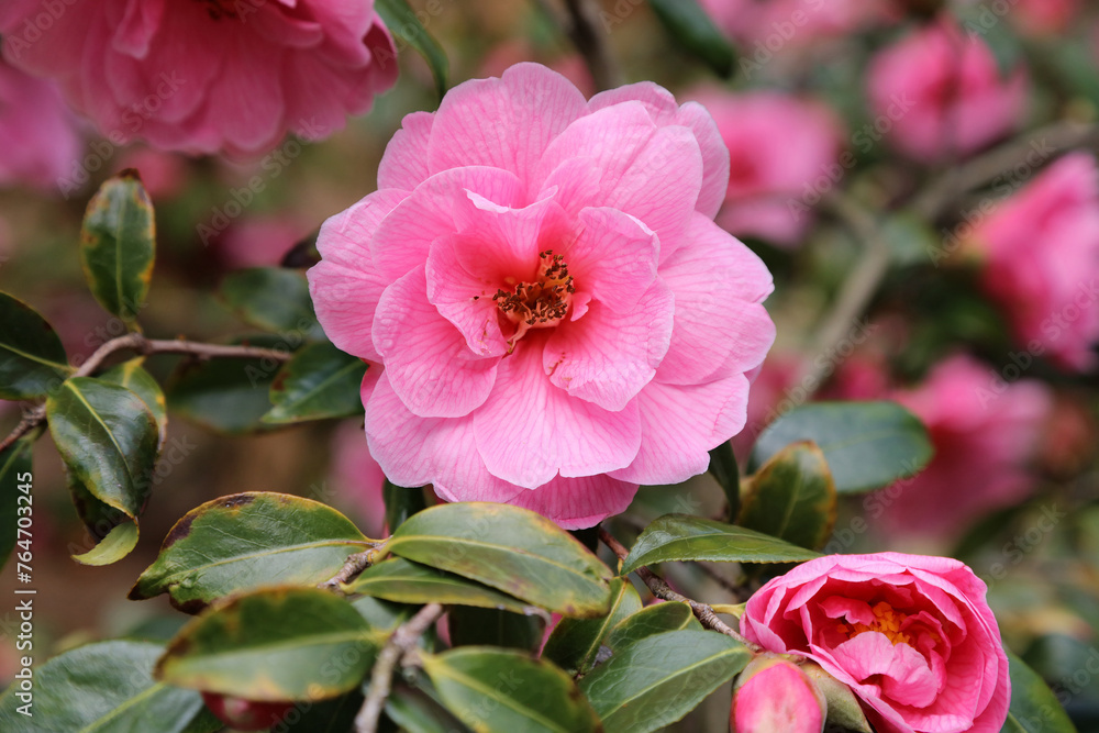 Macro image of a pink Japanese Camellia bloom in Spring, Derbyshire England
Macro image of a pink Japanese Camellia bloom in Spring, Derbyshire England