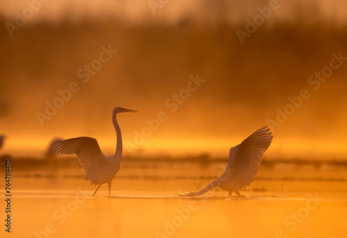 Great Egrets in Misty Sunrise of winter morning in lake