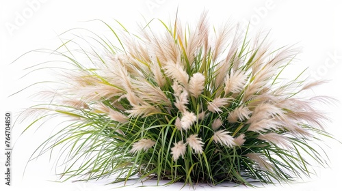 An isolated bush of blooming ornamental grass on a white background  highlighting the decorative potential of natural elements in design