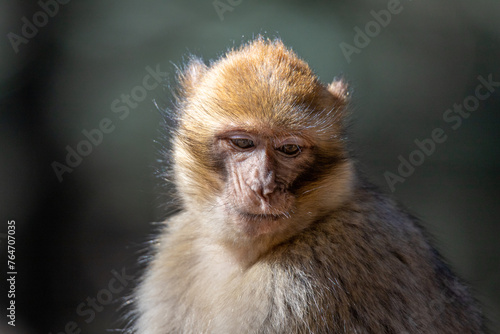 A Barbary Macaque in the ceder forest of Azrou, Morocco. © robin
