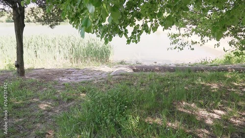 Fluttering leaves of tree and green grass on a shore of a lake Moharac in Serbia photo