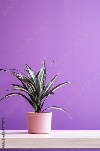Potted plant on table in front of purple wall  in the style of minimalist backgrounds  exotic
