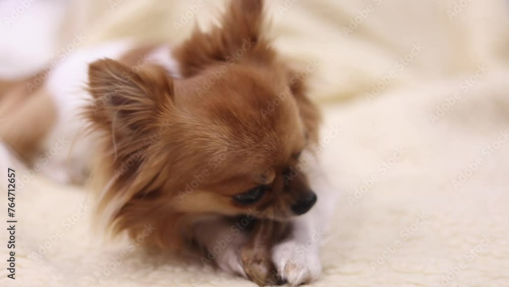 Closeup portrait of small funny beige mini chihuahua dog, puppy eating bone Closeup portrait of small funny beige mini chihuahua dog, puppy eating bone