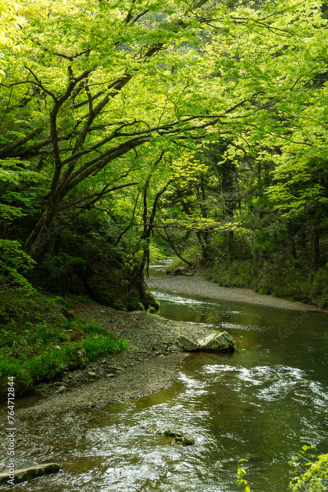 深緑の沢