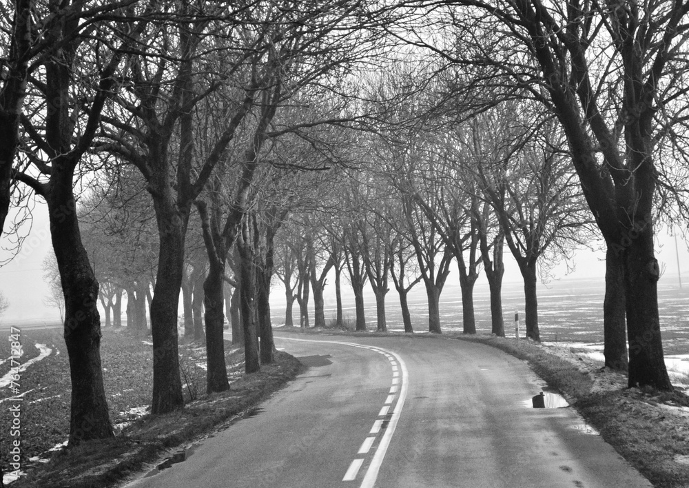 a serene and misty atmosphere, showcasing a quiet road lined with bare trees, evoking a sense of solitude and reflection Poland a serene and misty atmosphere, showcasing a quiet road lined with bare trees, evoking a sense of solitude and reflection Poland