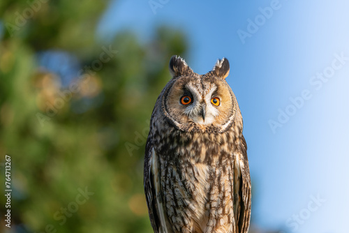 Long ear owl close up portrait