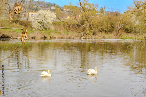 A pair of white swans swimming on the river Berunka in early spring Czech photo