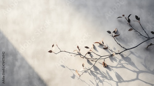 A thin branch of a plant on an abstract gray background. Natural shadows and sunlight on the concrete wall. Minimalism.