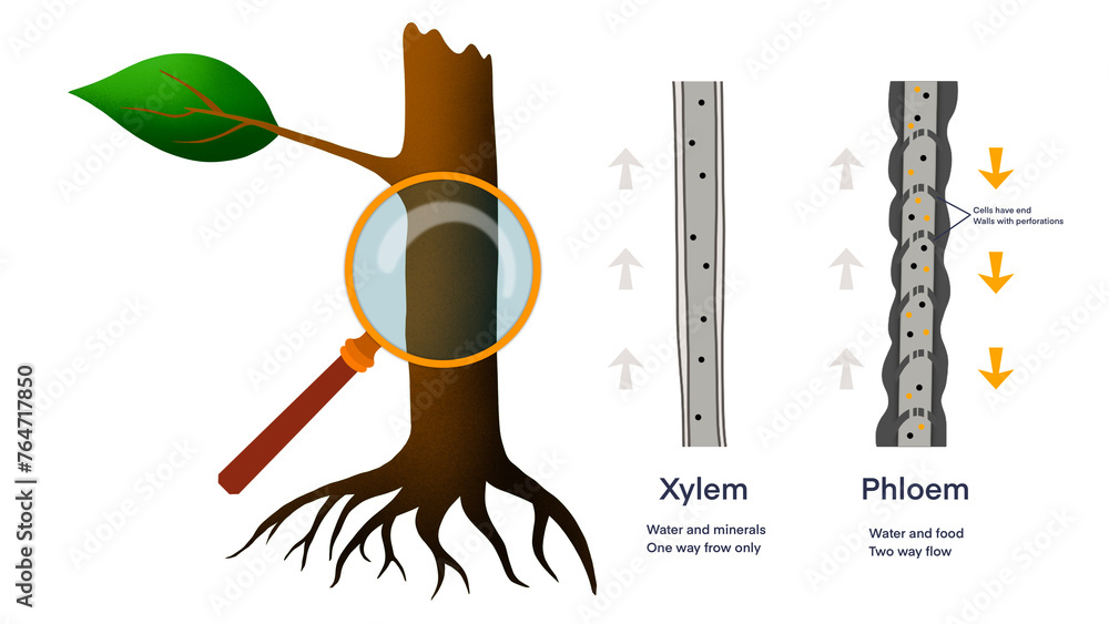 Foto de Xylem and phloem water and minerals transportation system outline diagram, Scientific