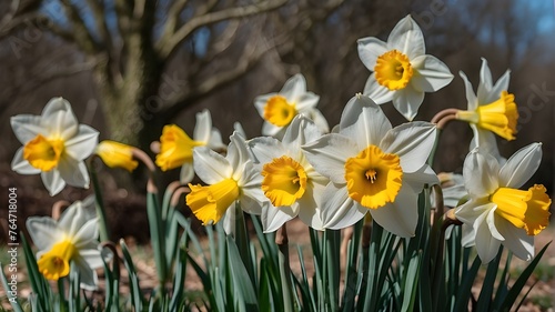 A cluster of daffodils swaying in the breeze, their golden trumpets heralding the arrival of spring