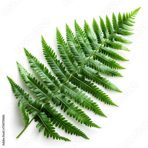 A close-up image of a single green fern leaf isolated on a white background. It can be used for botanical designs or as decorative foliage in various projects.