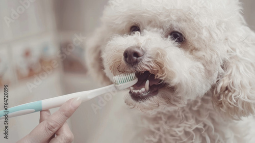 A close-up of dog teeth cleaning, emphasizing responsible pet care.