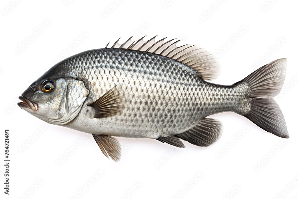 Fototapeta premium Image of a tilapia fish isolated on white background. Food. Underwater animals. Generative AI.