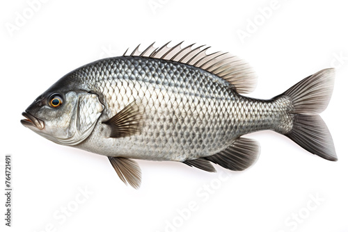 Image of a tilapia fish isolated on white background. Food. Underwater animals. Generative AI.