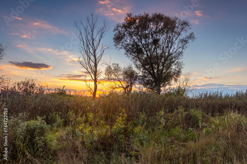 A tranquil view of a autumn high swamp grass meadow, reeds and trees under the colorful sky with sunset clouds.