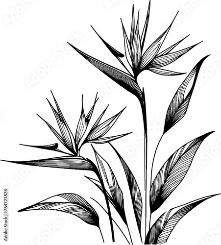 Bird of paradise flower. Black and white engraved ink art. Isolated floral illustration element on white background.