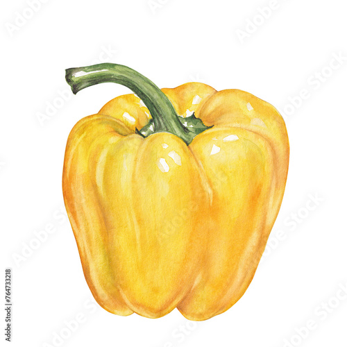 Watercolor yellow bell pepper on white, hand drawn vegetable