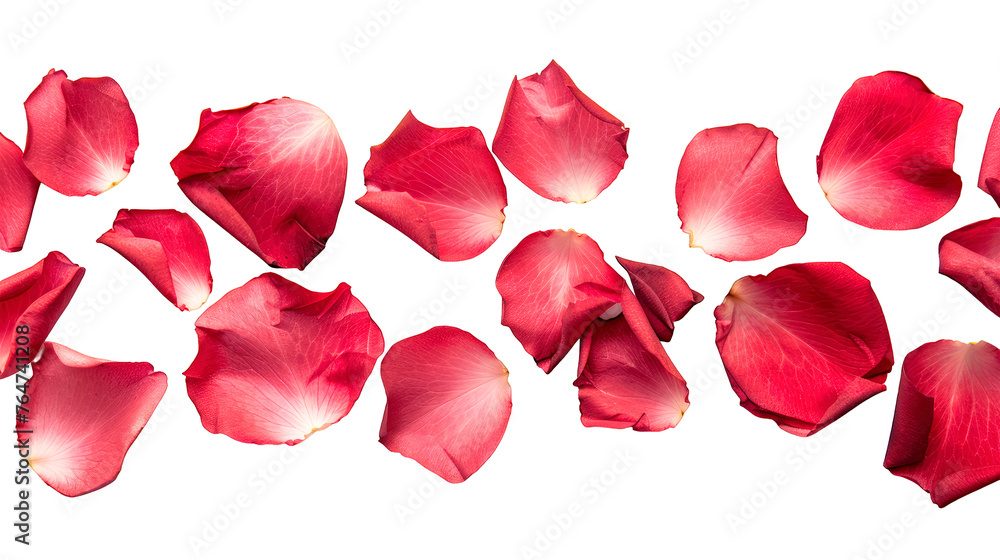 Fototapeta premium Top view of row of rose petals randomly scattered on the surface isolated on a cutout PNG transparent background
