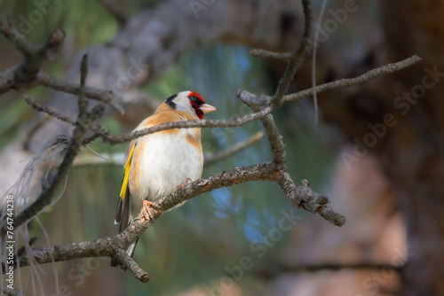 European Goldfinch in the morning light © philippe paternolli