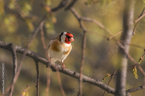 European Goldfinch in the morning light