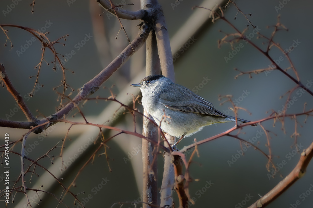 Obraz premium Eurasian Blackcap perched on a tree branch in the morning light