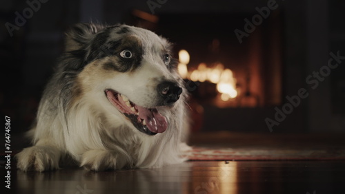 A portrait of a cute Australian Shepherd, lying on the floor of the house nedelya from the fireplace. photo