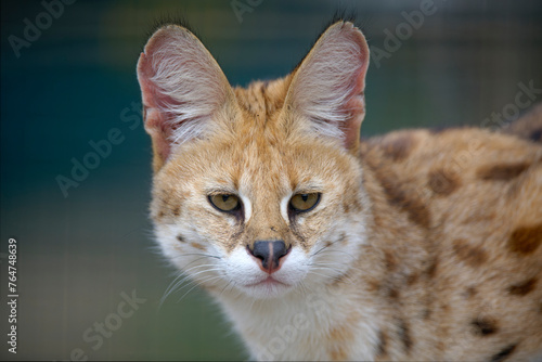 Portrait of wild cat Serval in natural habitat with blurred background. The scientific name is Leptailurus serval. The Serval is a spotted wild cat native to Africa.