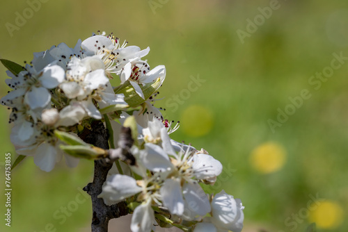 Common pear, Wild pear (Pyrus Domestica), spring flowers