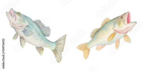 big bass fish watercolour vector illustration 