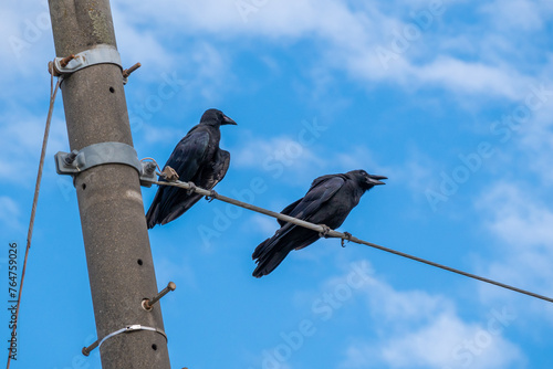 電柱で休む2羽の仲良しカラス photo