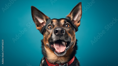 Photographie d'un chien en studio sur un beau fond coloré. Animal, domestique, chiens, mignon. Fond pour conception et création graphique.